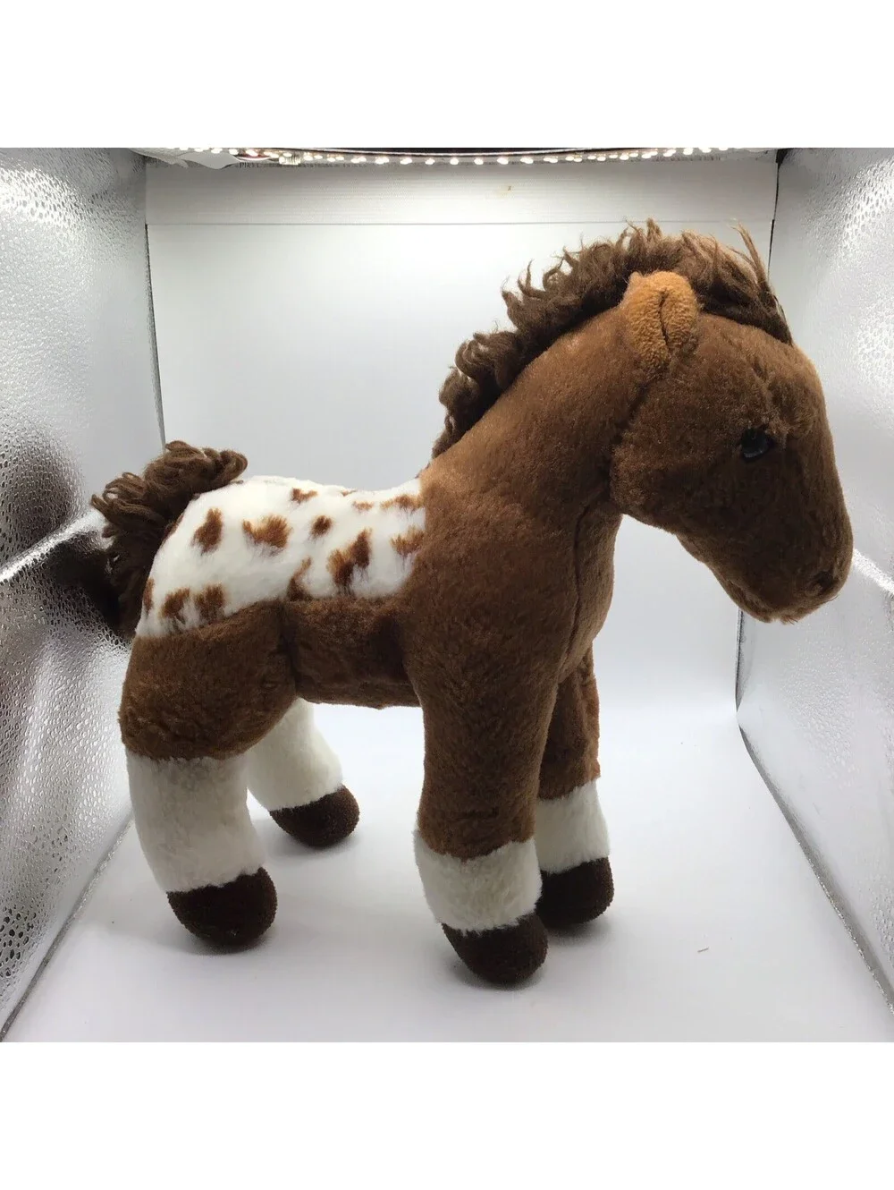 Aurora appaloosa horse